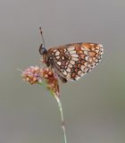 Bosparelmoervlinder / Heath Fritillary
