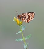 Bosparelmoervlinder / Heath Fritillary