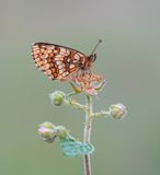 Bosparelmoervlinder / Heath Fritillary
