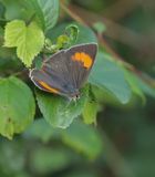 Sleedoornpage / Brown Hairstreak