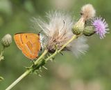 Sleedoornpage / Brown Hairstreak