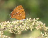Sleedoornpage / Brown Hairstreak