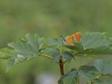 Sleedoornpage / Brown Hairstreak