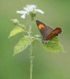 Sleedoornpage / Brown Hairstreak