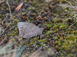 Kleine Heivlinder / Tree Grayling