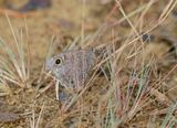 Kleine Heivlinder / Tree Grayling