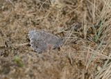 Kleine Heivlinder / Tree Grayling