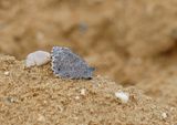 Kleine Heivlinder / Tree Grayling