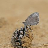 Kleine Heivlinder / Tree Grayling