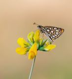Spiegeldikkopje / Large Chequered Skipper