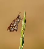 Spiegeldikkopje / Large Chequered Skipper