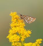 Spiegeldikkopje / Large Chequered Skipper