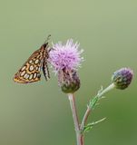 Spiegeldikkopje / Large Chequered Skipper