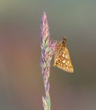 Bont Dikkopje / Chequered Skipper