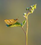 Bont Dikkopje / Chequered Skipper