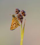 Bont Dikkopje / Chequered Skipper