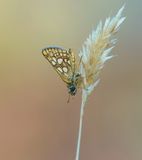 Bont Dikkopje / Chequered Skipper