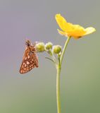 Bont Dikkopje / Chequered Skipper