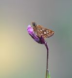 Bont Dikkopje / Chequered Skipper