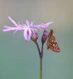 Bont Dikkopje / Chequered Skipper