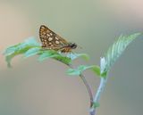 Bont Dikkopje / Chequered Skipper