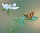 Bont Dikkopje / Chequered Skipper