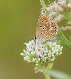 Bruin Blauwtje / Brown Argus