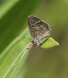 Klein Tijgerblauwtje / Langs Short-tailed Blue