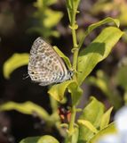 Klein Tijgerblauwtje / Langs Short-tailed Blue