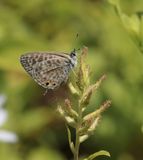 Klein Tijgerblauwtje / Langs Short-tailed Blue