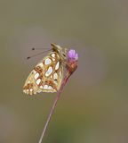Kleine Parelmoervlinder / Queen of Spain Fritillary