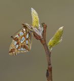 Kleine Parelmoervlinder / Queen of Spain Fritillary