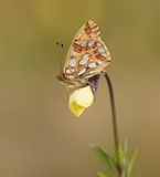 Kleine Parelmoervlinder / Queen of Spain Fritillary