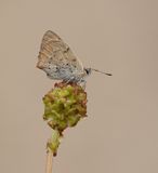 Kleine Vuurvlinder / Small Copper