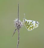 Oostelijk Marmerwitje / Eastern Dappled White