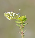 Oostelijk Marmerwitje / Eastern Dappled White