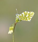 Oostelijk Marmerwitje / Eastern Dappled White
