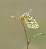 Oostelijk Marmerwitje / Eastern Dappled White