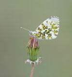 Oranjetipje / Orange-tip