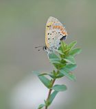 Griekse Vuurvlinder / Grecian Copper