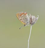 Griekse Vuurvlinder / Grecian Copper