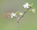 Griekse Vuurvlinder / Grecian Copper