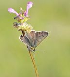 Bruine Vuurvlinder / Sooty Copper