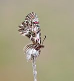Zuidelijke Pijpbloemvlinder / Southern Festoon