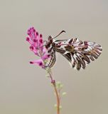 Zuidelijke Pijpbloemvlinder / Southern Festoon
