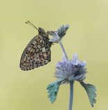 Dubbelstipparelmoervlinder / Twin-spot Fritillary