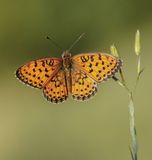 Dubbelstipparelmoervlinder / Twin-spot Fritillary