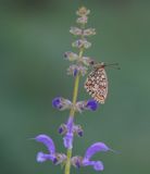 Dubbelstipparelmoervlinder / Twin-spot Fritillary