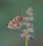 Dubbelstipparelmoervlinder / Twin-spot Fritillary
