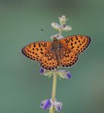 Dubbelstipparelmoervlinder / Twin-spot Fritillary